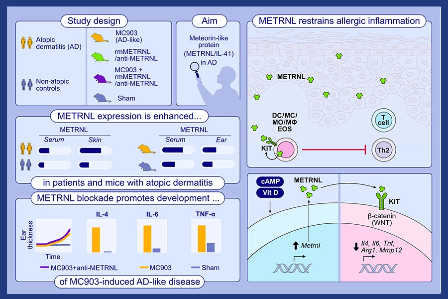 spontaneous asthma remission