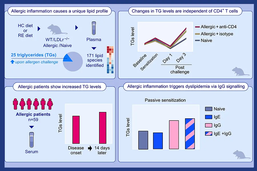 The impact of allergic inflammation in dyslipidemia