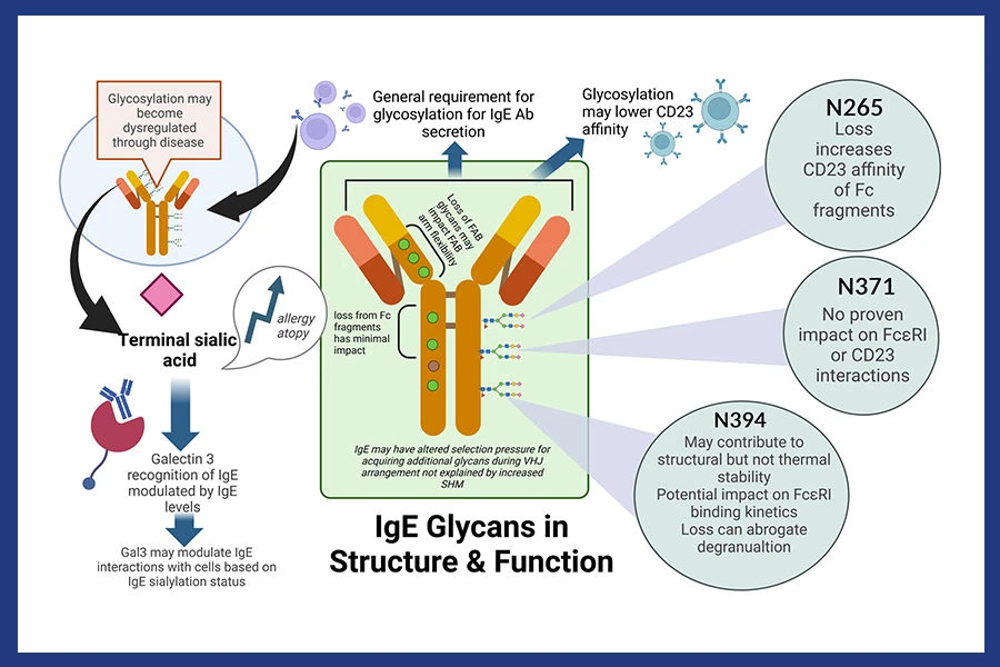 IgE glycosylation in health and disease