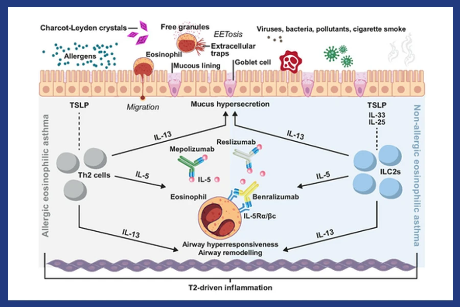 IgE glycosylation in health and disease