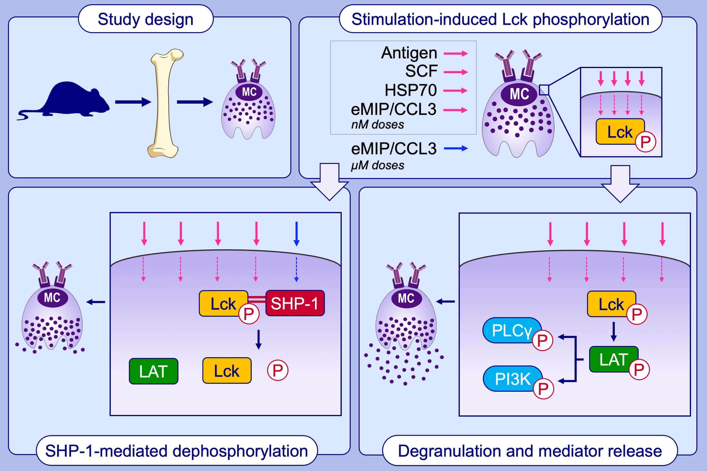 Graphical Abstracts and Highlights Allergy