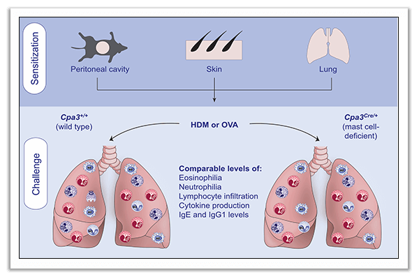 asthma models