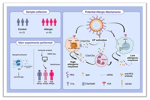 allergic reaction mechanisms in response to SARS-CoV-2 mRNA vaccination